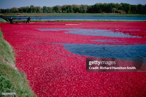 cranberries float on water - cranberry harvest 個照片及圖片檔