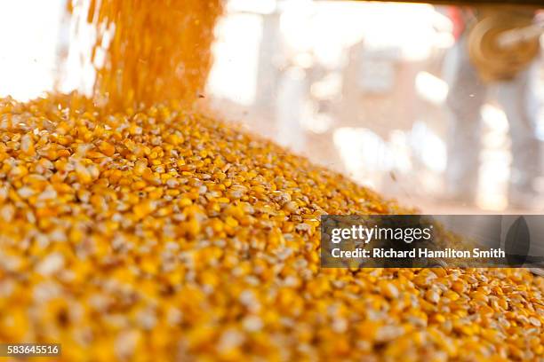 estrem farms corn harvest - corn foto e immagini stock