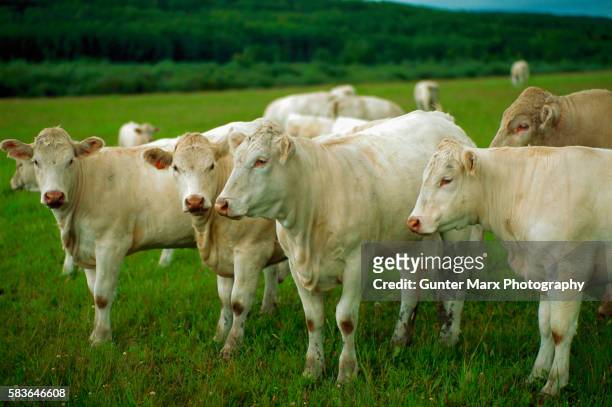 charolais cattle at pasture - charolais rind stock-fotos und bilder