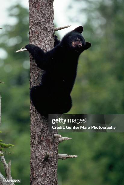 black bear cub climbs tree, canada - american black bear stock pictures, royalty-free photos & images