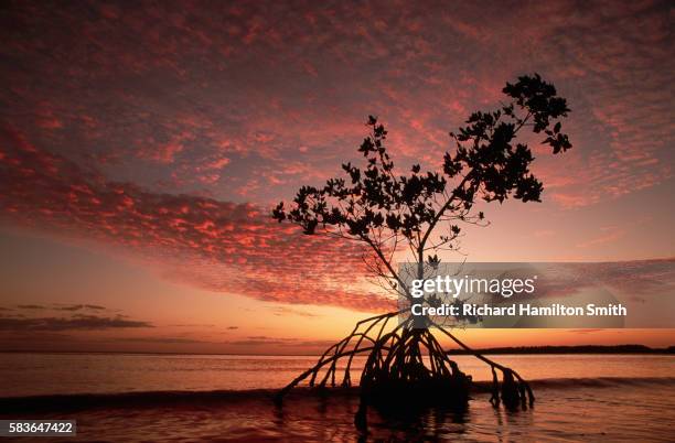 tree silhouetted at dusk - everglades nationalpark stock-fotos und bilder