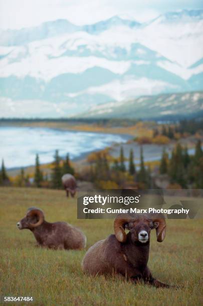 1,612 Ram Range Stock Photos, High-Res Pictures, and Images - Getty Images