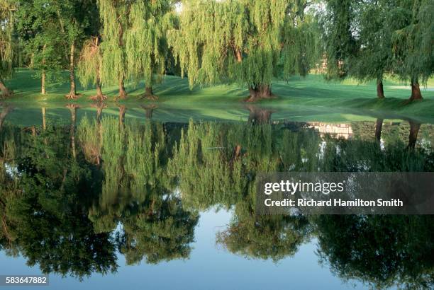 weeping willows over water hazard - weeping willow stock pictures, royalty-free photos & images