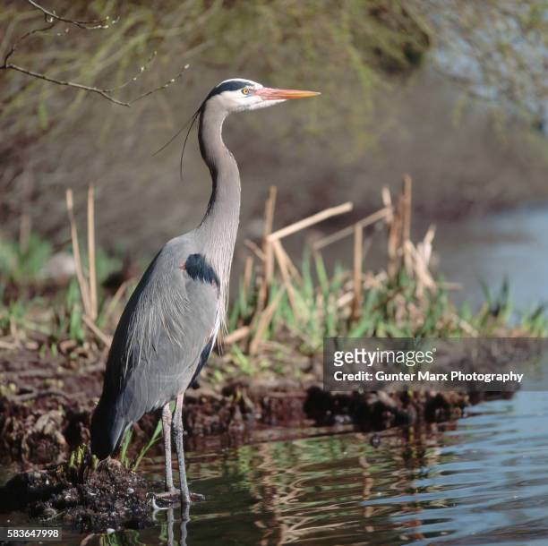 great blue heron, british columbia - blue heron stock pictures, royalty-free photos & images