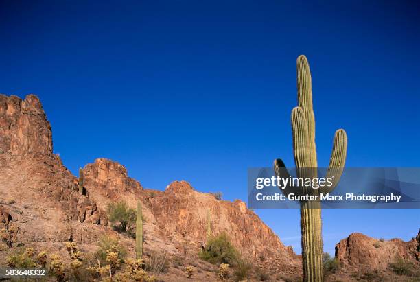 saguaro cactus - organ pipe cactus national monument stockfoto's en -beelden