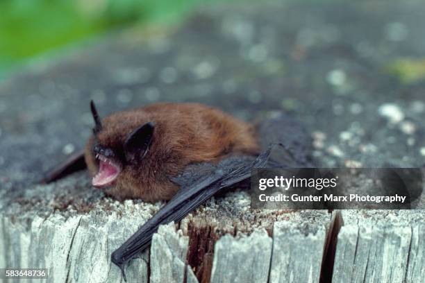 little brown bat - bat stock pictures, royalty-free photos & images