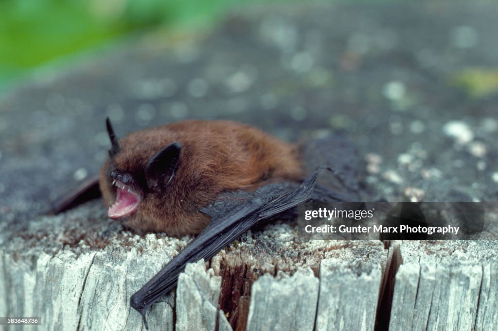 Little Brown Bat