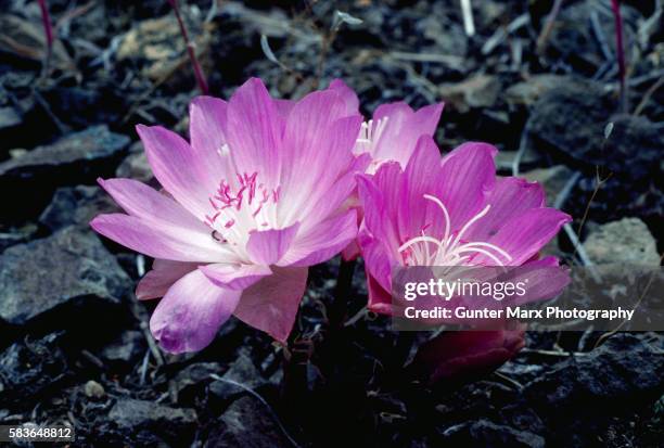 237 Bitter Roots Stock Photos, High-Res Pictures, and Images - Getty Images