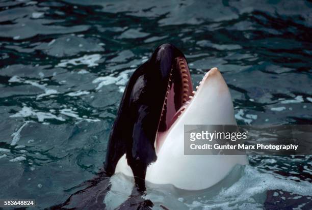 killer whale performing at vancouver aquarium - killer whale stock-fotos und bilder