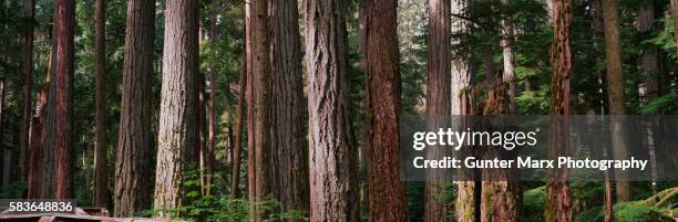 douglas firs in cathedral grove - douglas fir stock pictures, royalty-free photos & images