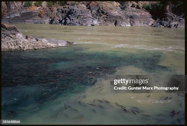 salmon run at bridge and fraser rivers - fraser photos et images de collection