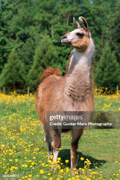 llama at a sterling farms pasture - llama stock pictures, royalty-free photos & images