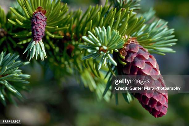 sitka spruce cones - coniferous tree foto e immagini stock