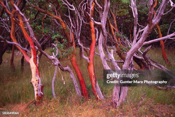 pacific madrone trees - pacific madrone stockfoto's en -beelden