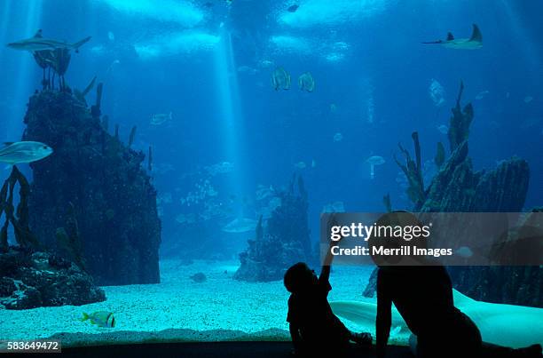 tourists at oceanario de lisboa in portugal - people at aquarium stock pictures, royalty-free photos & images