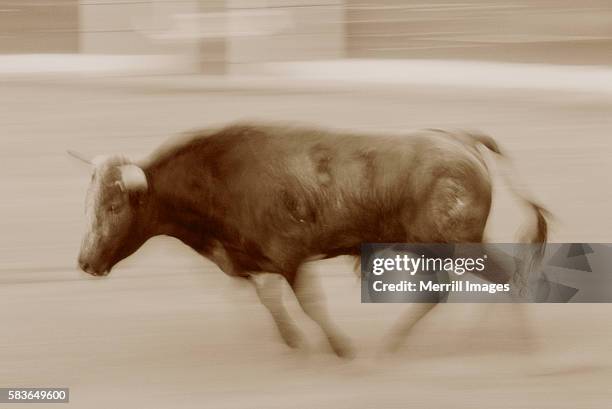 bull charging matador during bullfight - corrida de touros imagens e fotografias de stock