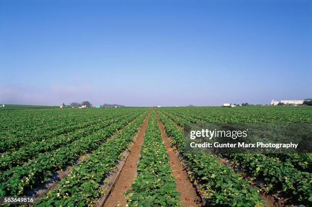 strawberry field under clear skies - erdbeerfeld stock-fotos und bilder