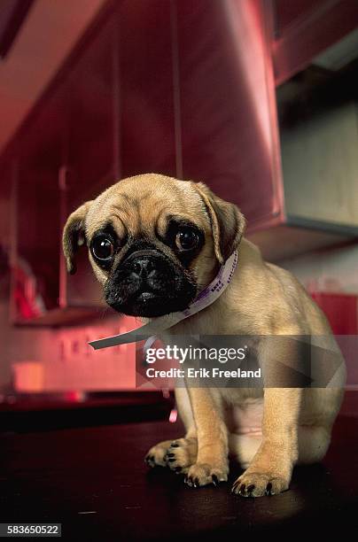 Pug puppy waits to be treated at the Animal Medical Center in NYC.