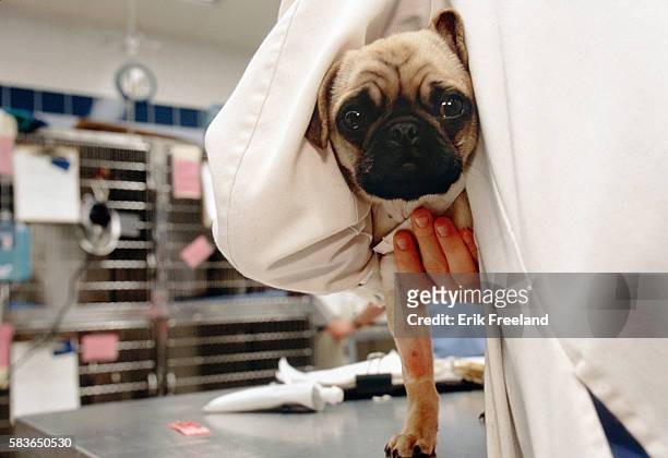 Pug is examined by a veterinarian at the Animal Medical Center in NYC after being hit by a car.