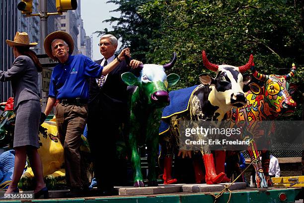 Cow Parade Installation