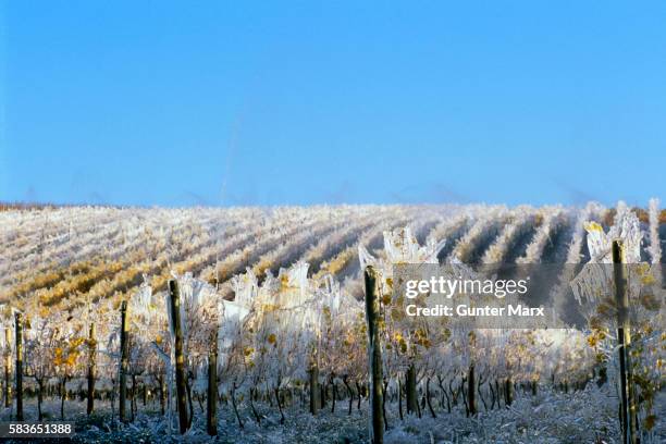 ice covered vineyard for ice wine harvest - frozen water stock pictures, royalty-free photos & images