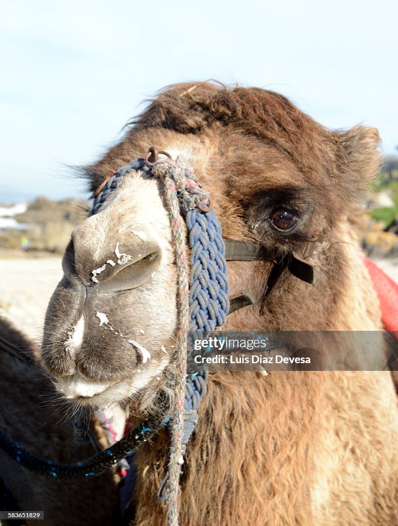 Camel's head