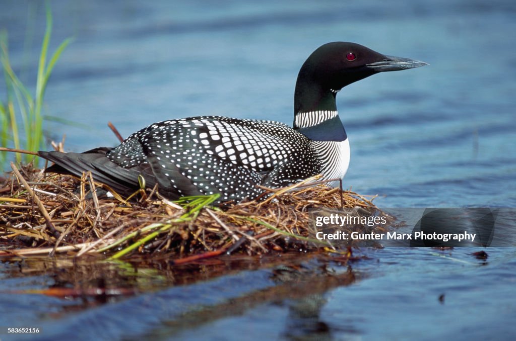 Common Loon on Nest