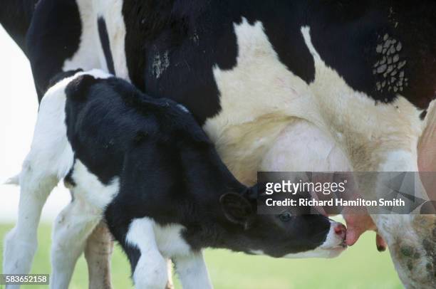 holstein calf nursing from cow - calves stockfoto's en -beelden