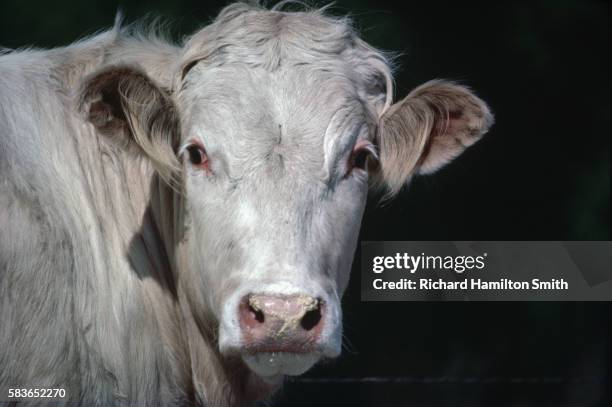 charolai cow on minnesota farm - charolais rind stock-fotos und bilder