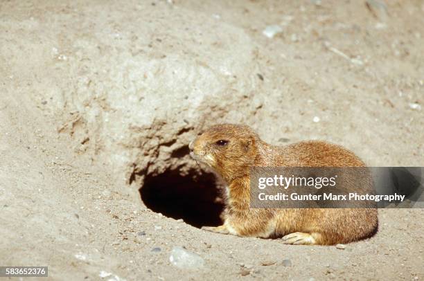 gopher by hole, alberta - tuza fotografías e imágenes de stock