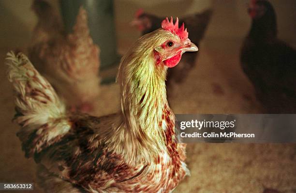 One of the chickens of the genetically modified flock. Currently at 3rd generation status, the 5th generation of Britney will produce eggs containing...