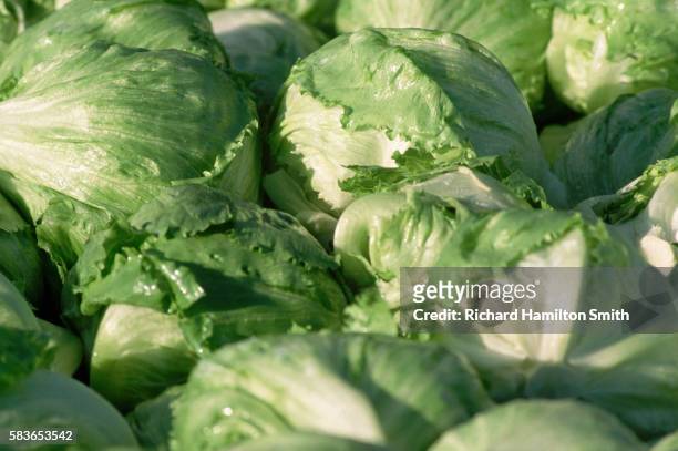 closeup of harvested iceberg lettuce heads - iceberg lettuce stock pictures, royalty-free photos & images