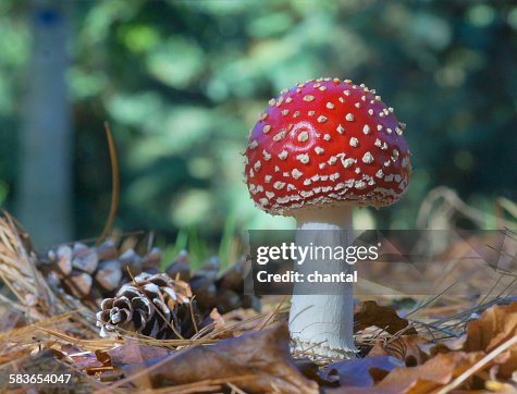 Red toadstool Red toadstool
