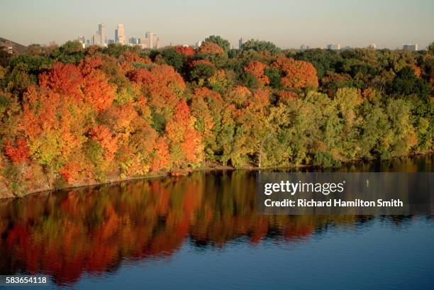 minneapolis skyscrapers beyond autumn mississippi trees - river mississippi stockfoto's en -beelden