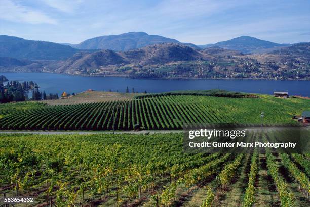 vineyards and skaha lake - penticton stock pictures, royalty-free photos & images