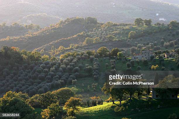 Olives growing in groves beside the medieval town of Seggiano in Tuscany. The annual olive harvest took place over an eight-week period in the...