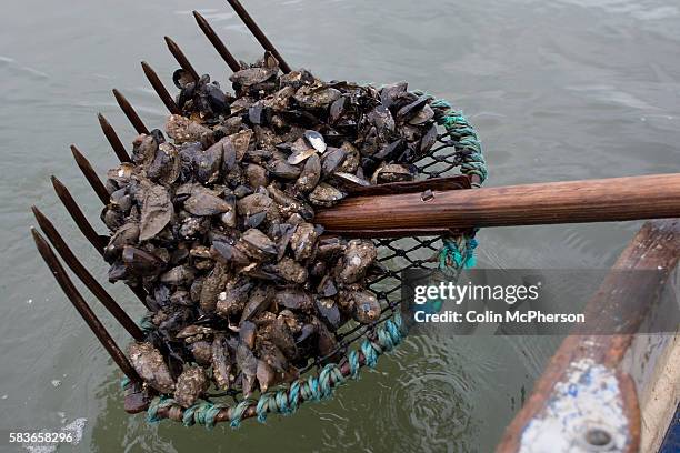 Mussell Rake 372 Collecting Mussels Stock Photos, High-Res Pictures, and Images ...