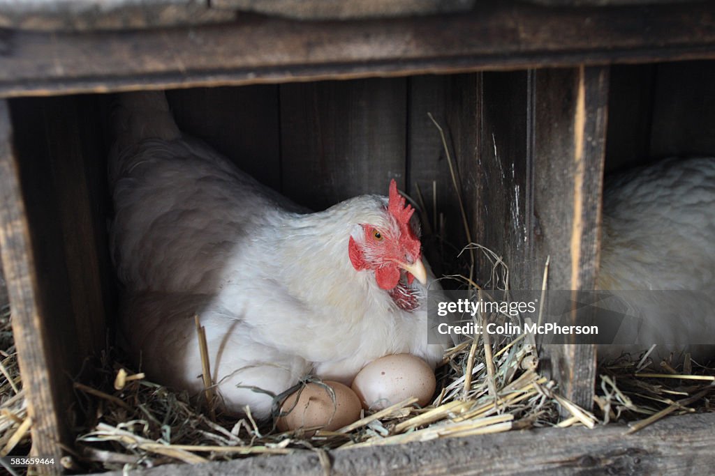 UK - Cheshire - Eggs