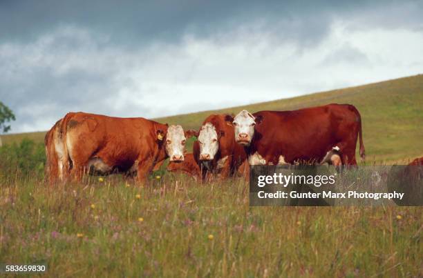 hereford cattle in a pasture - hereford cow stock pictures, royalty-free photos & images