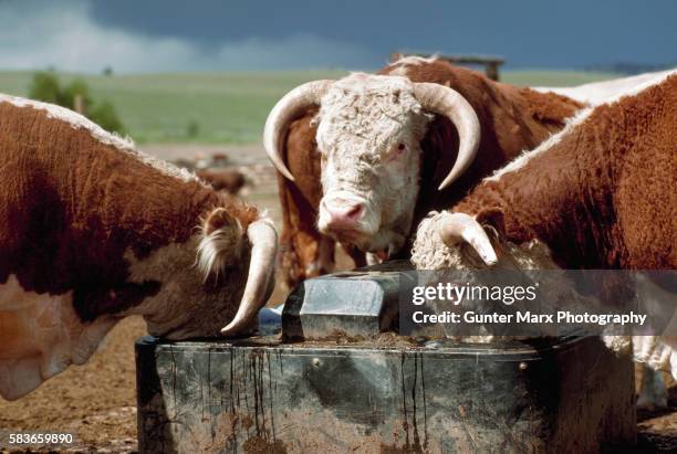hereford bulls at a watering trough - hereford cow stock pictures, royalty-free photos & images