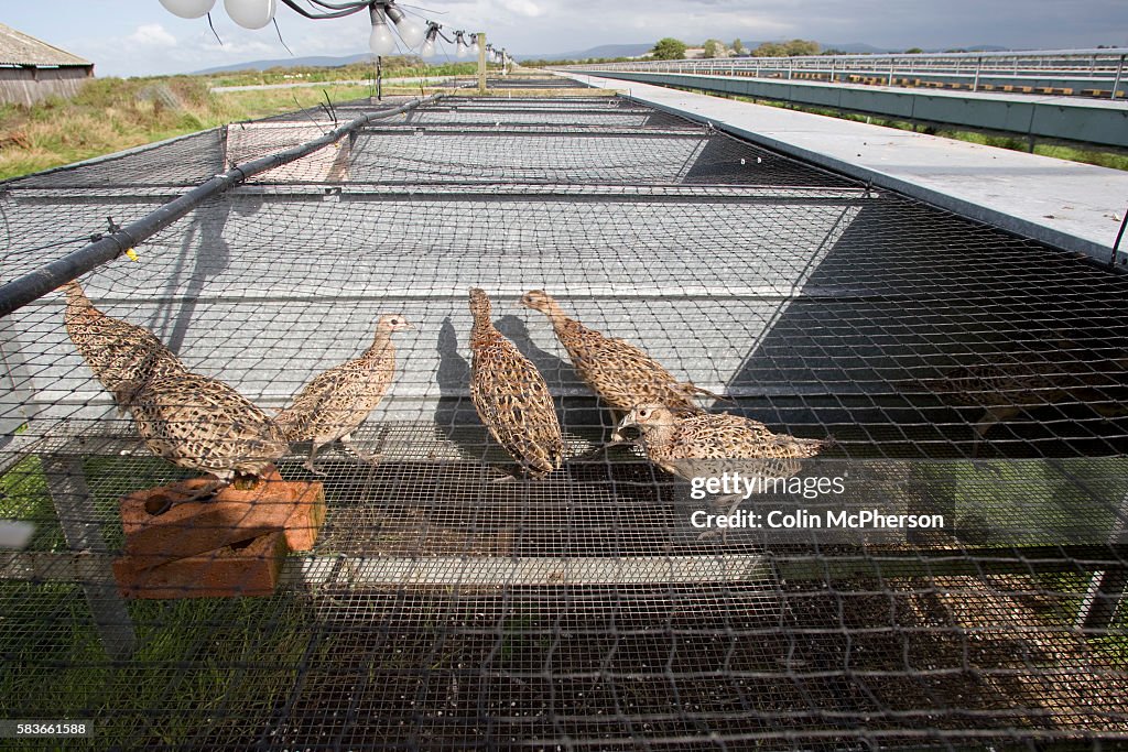 England - Lancashire - Game Bird Farm