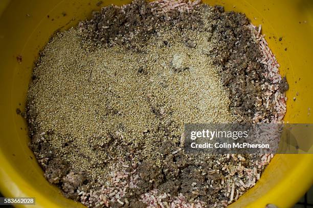 Bucket of haggis ingredients at Braveheart Butchers in Wallasey, Wirral, owned by champion haggis maker John Potter, who relocated from his native...