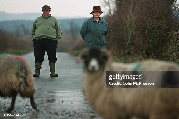 Thomas Burne and his mother Mary shepherd the flock out of the field into a pen where they will be slaughtered.