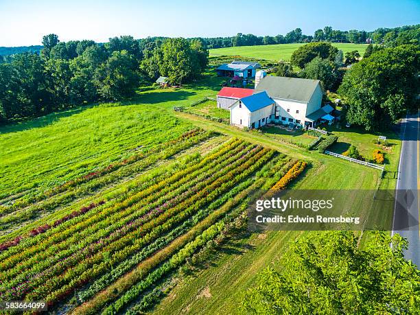 aerial view of flower farm - farmhouse stock pictures, royalty-free photos & images