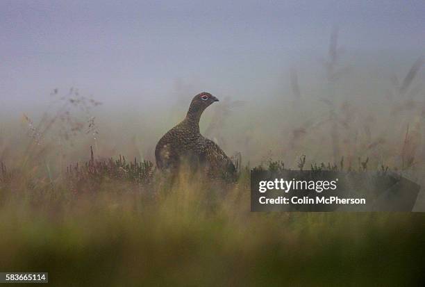 Solitary red grouse amongst the heather butts on the Lammermuir hills in Scotland on the eve of the Glorious Twelfth, the start of the grouse...