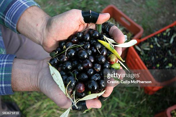 Farmer showing a handful of freshly-picked olivastra olives harvested from trees in a grove overlooking the medieval town of Seggiano in Tuscany. The...