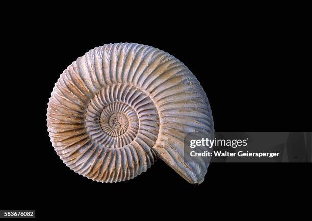 ammonite fossil - ammonite foto e immagini stock