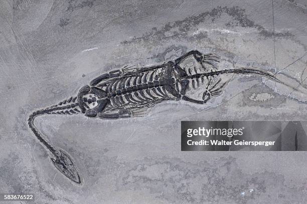 dinosaur, fossil - trias stockfoto's en -beelden