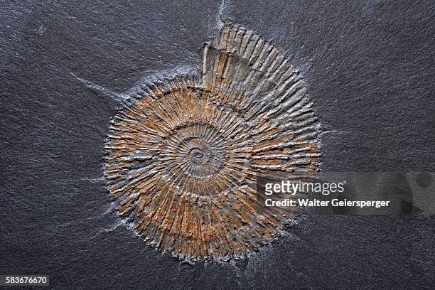 ammonite fossil in slate - fossil stock-fotos und bilder