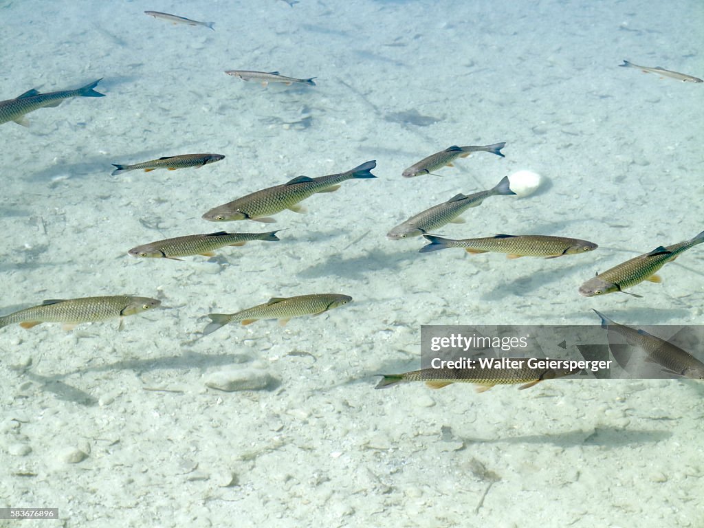 Chub (Leuciscus cephalus)